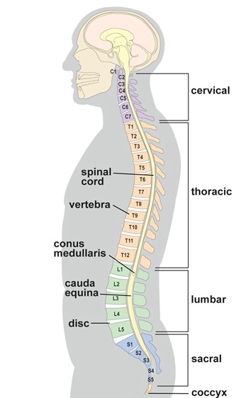 stole Stor eg Ond EMG Best Test for Cervical Radiculopathy (Pinched Nerves) | Neuro Testing  Group